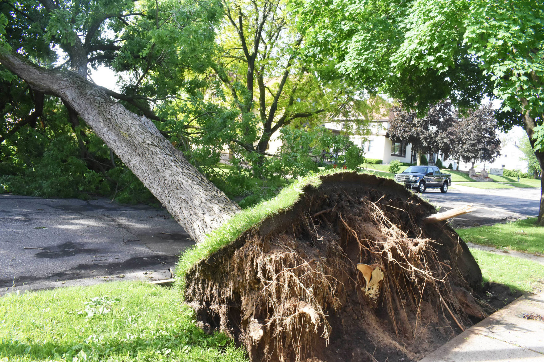 Downed tree at East Conant